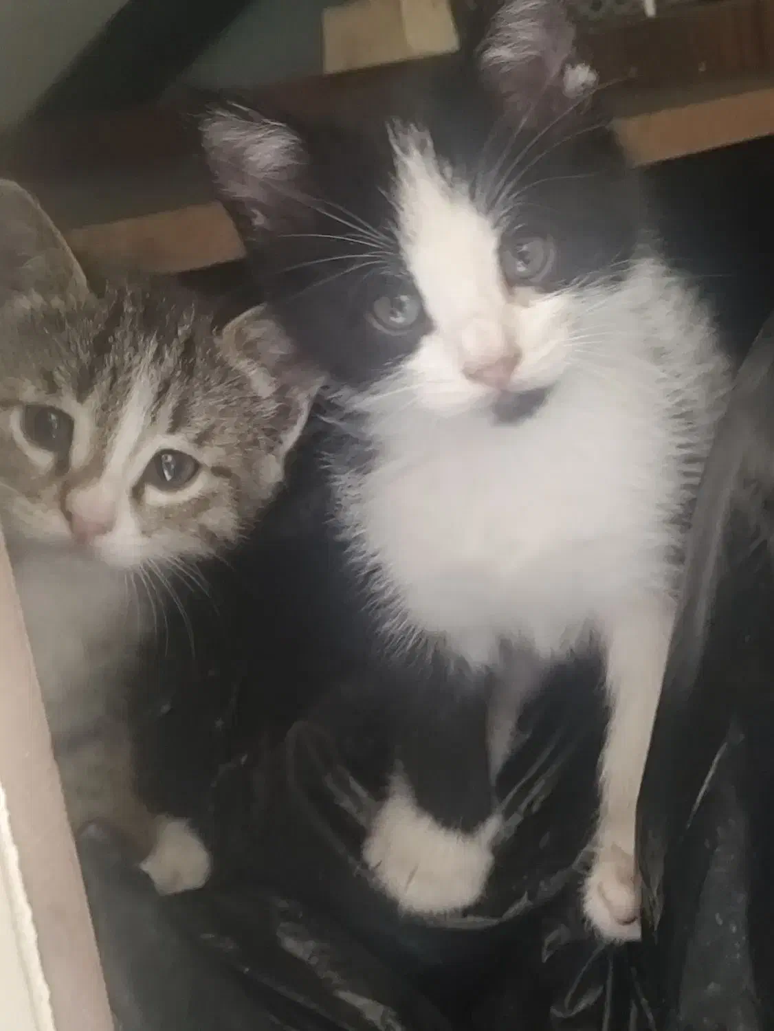 واگذاری بچه گربه|گربه|اندیشه, اندیشه فاز ۱|دیوار