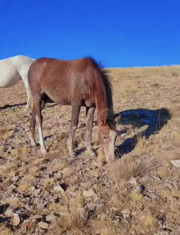 کره ترکمن|اسب و تجهیزات اسب‌سواری|زنجان, |دیوار