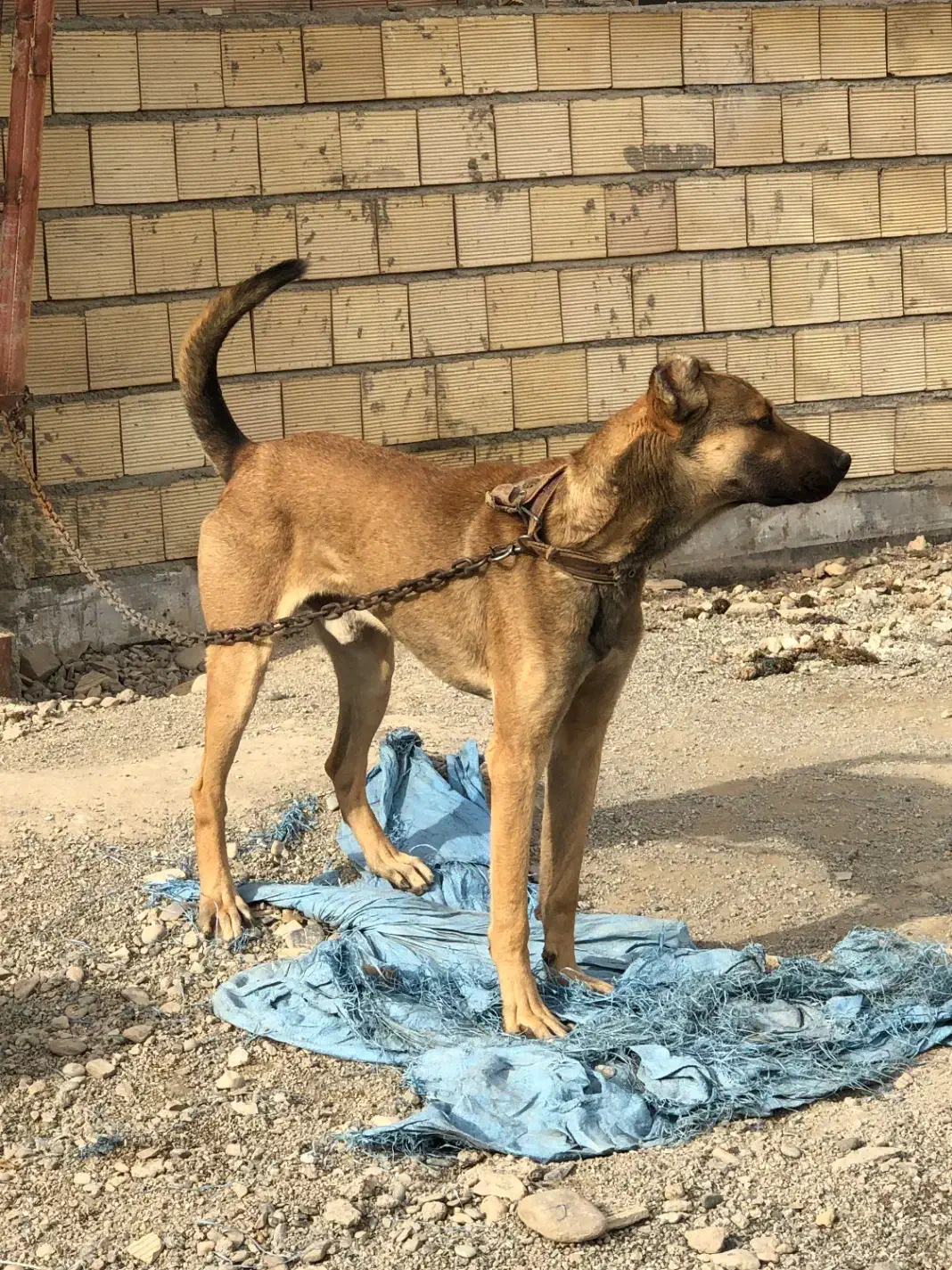 واگذاری سگ|سگ|مشکیندشت, |دیوار