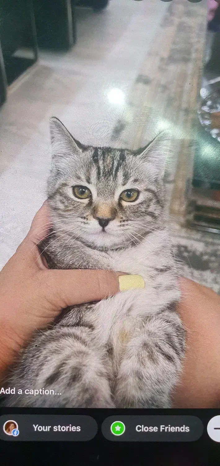 واگذاری دو بچه گربه میکس پرشین و بریتیش رنگ سیلور|گربه|ارومیه, |دیوار