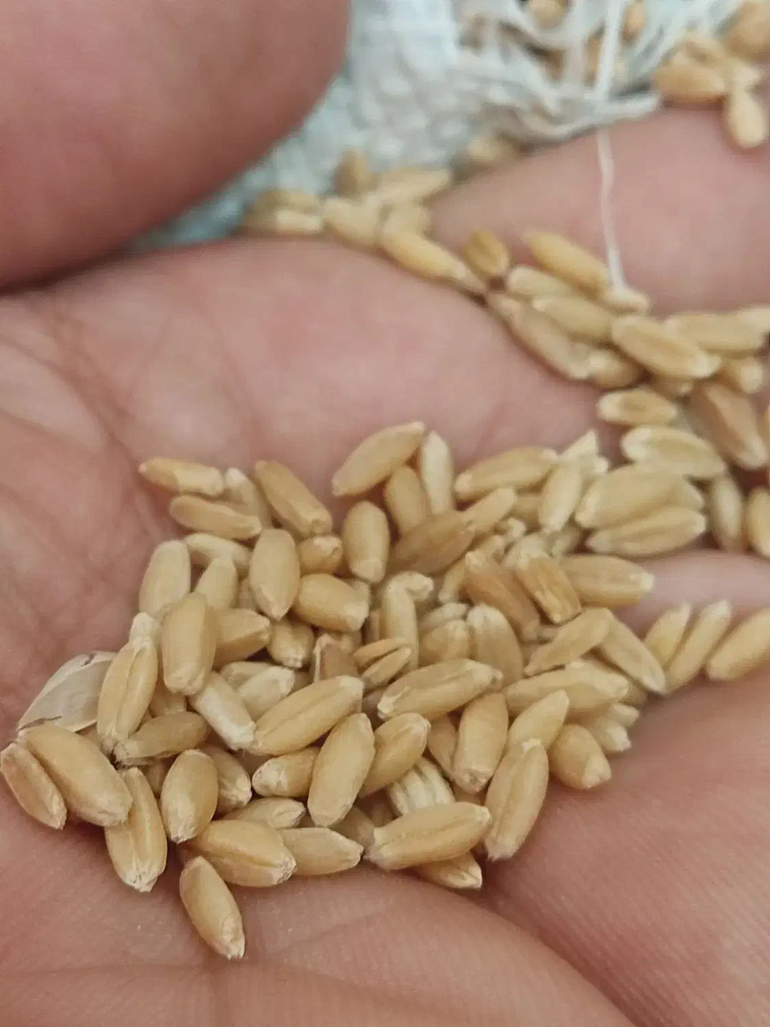 گندم باران|عمدهفروشی|بجنورد, |دیوار