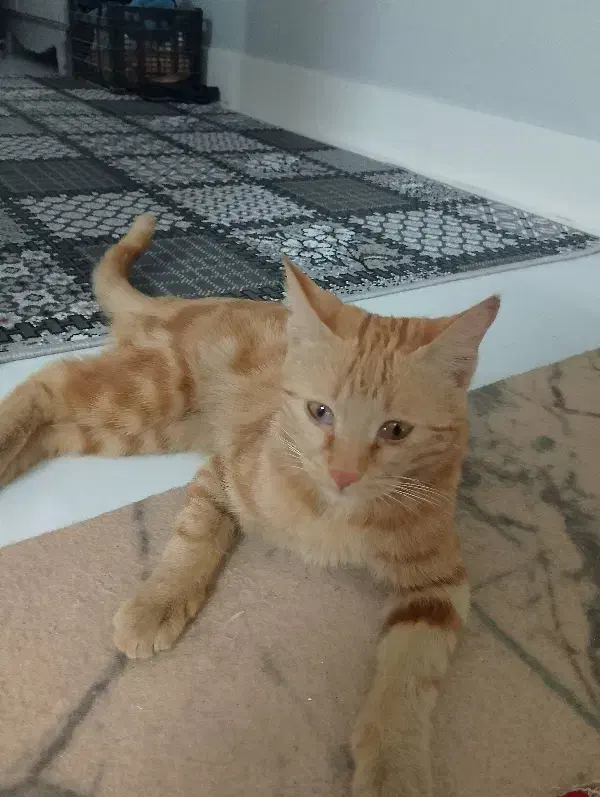 گمشده در محدوده بهاران|گربه|سبزوار, غرب نیروگاه|دیوار