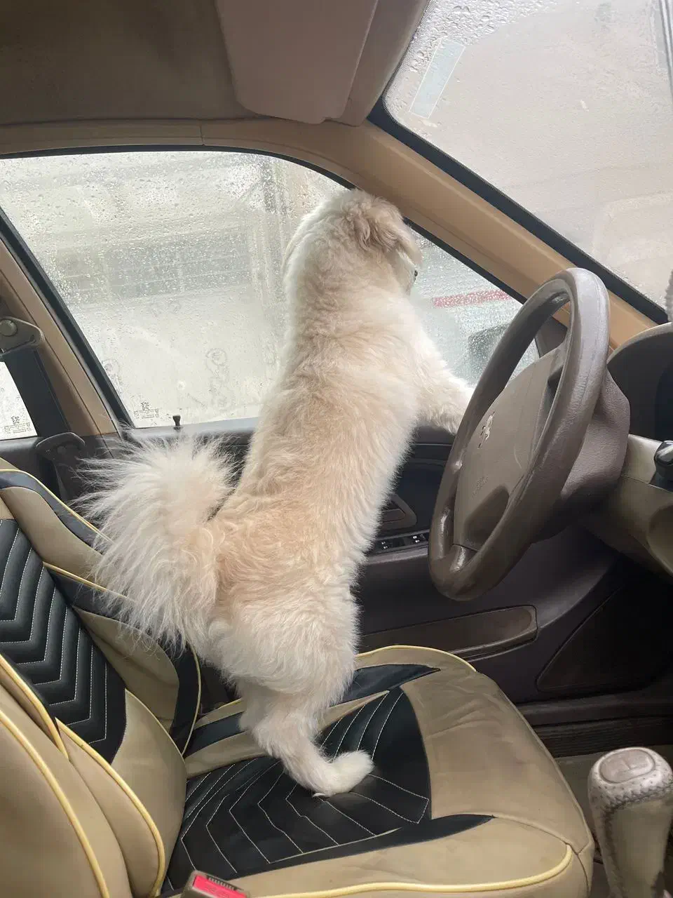 واگذاری سگ|سگ|رشت, پل تالشان|دیوار