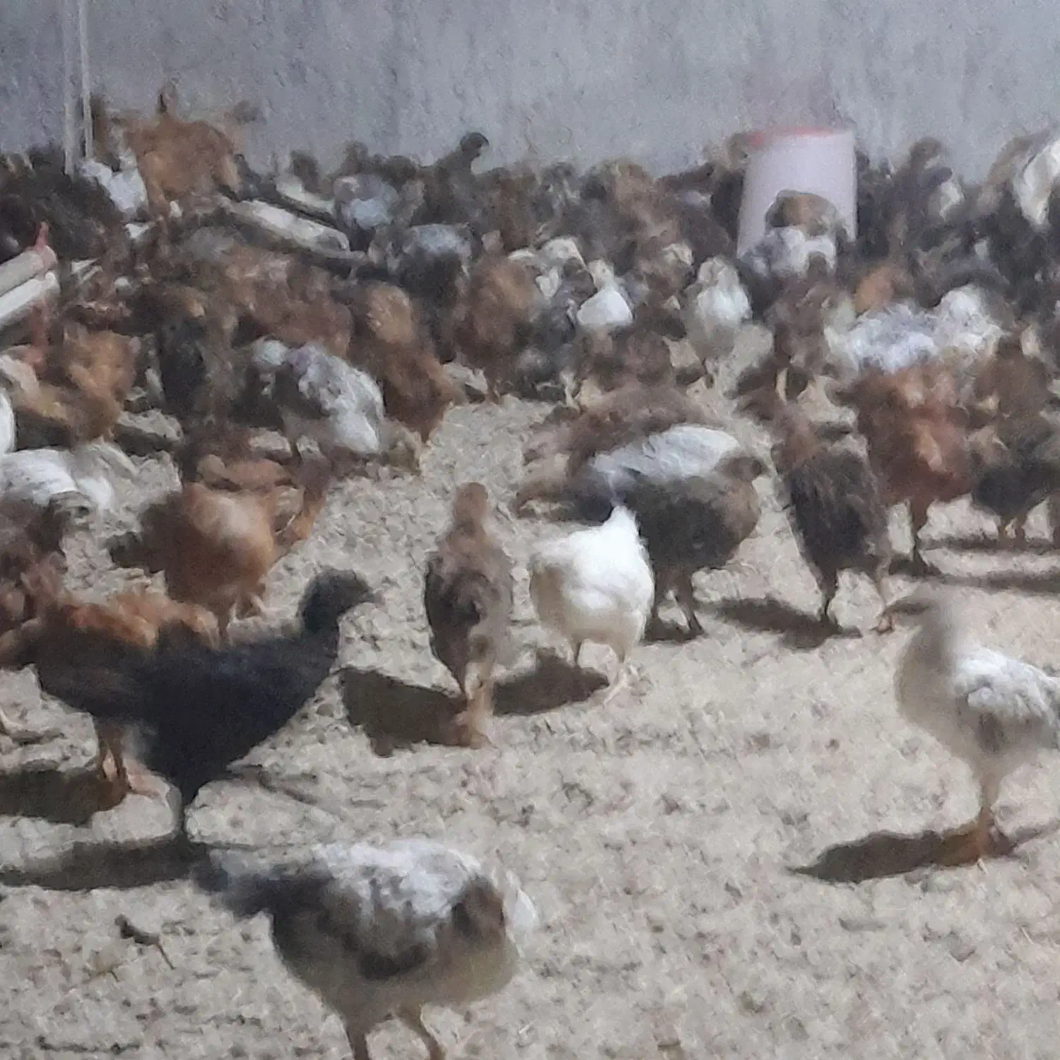 جوجه خروس ۳۷ روزه ۴۰۰ گرمی|حیوانات مزرعه|دابودشت, |دیوار