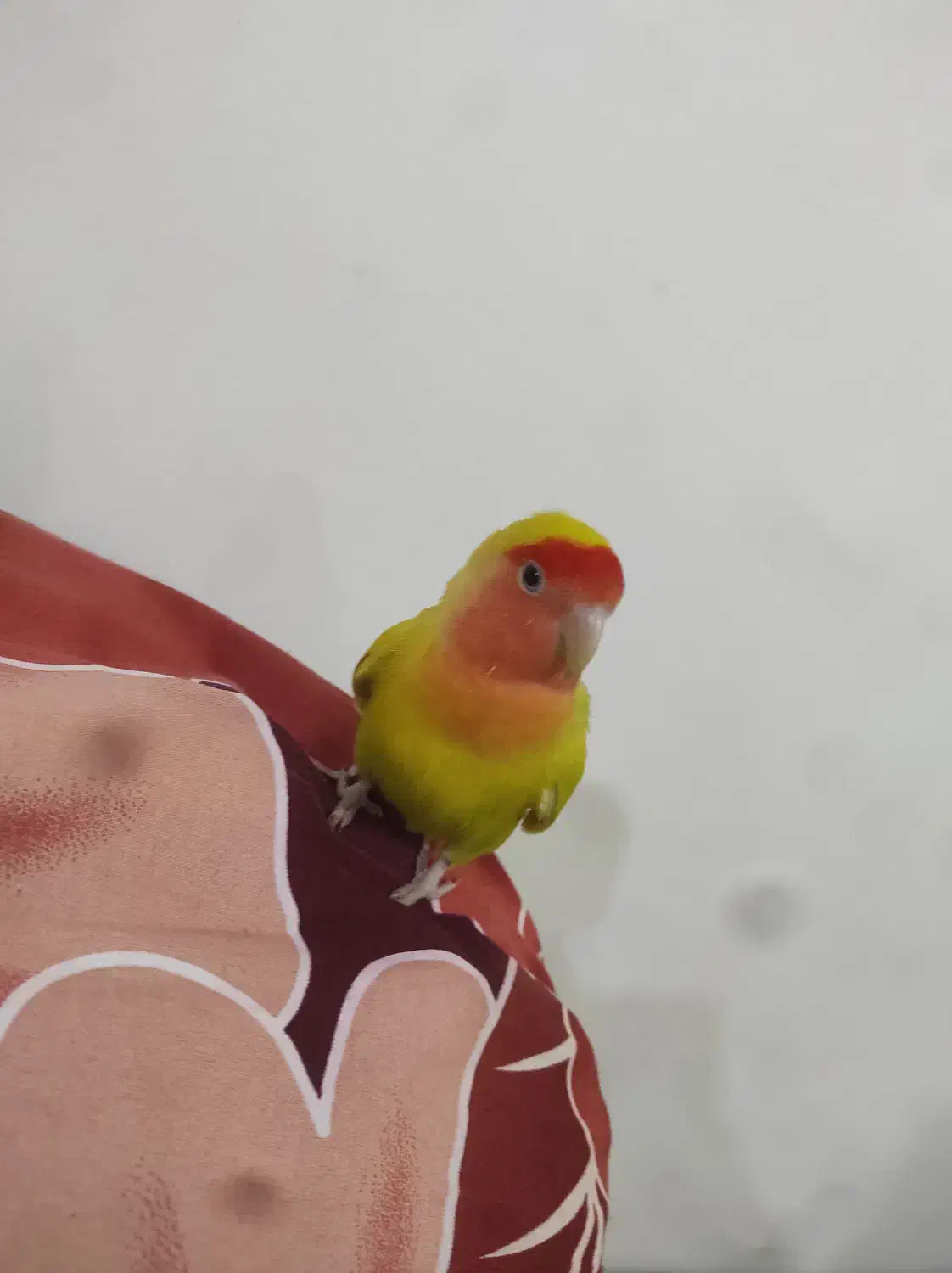 مینی طوطی|پرنده|تبریز, |دیوار