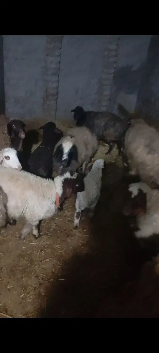 میش و بره|حیوانات مزرعه|گلپایگان, |دیوار