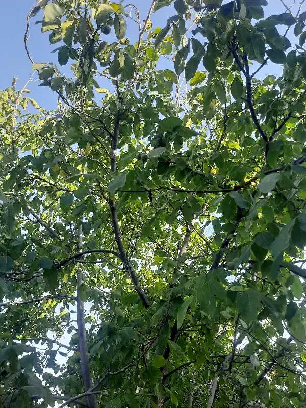 باغ۵۵۰متری سپیدان|فروش زمین و ملک کلنگی|سپیدان, |دیوار