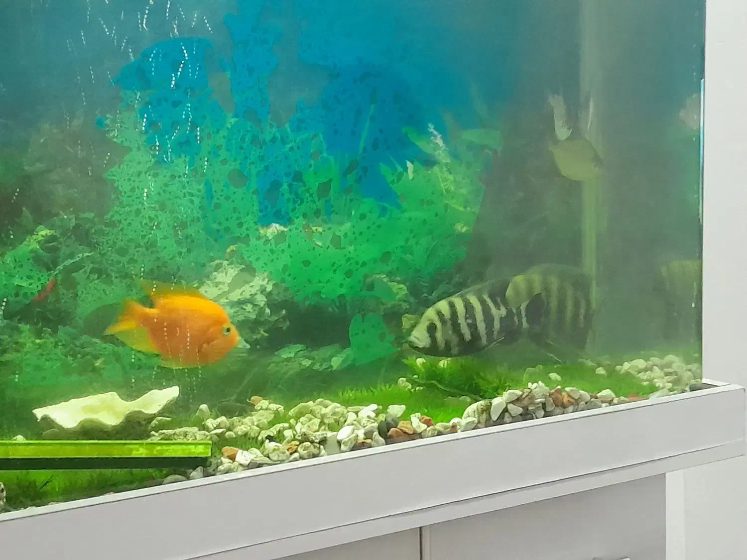 ماهی|ماهی|قزوین, |دیوار