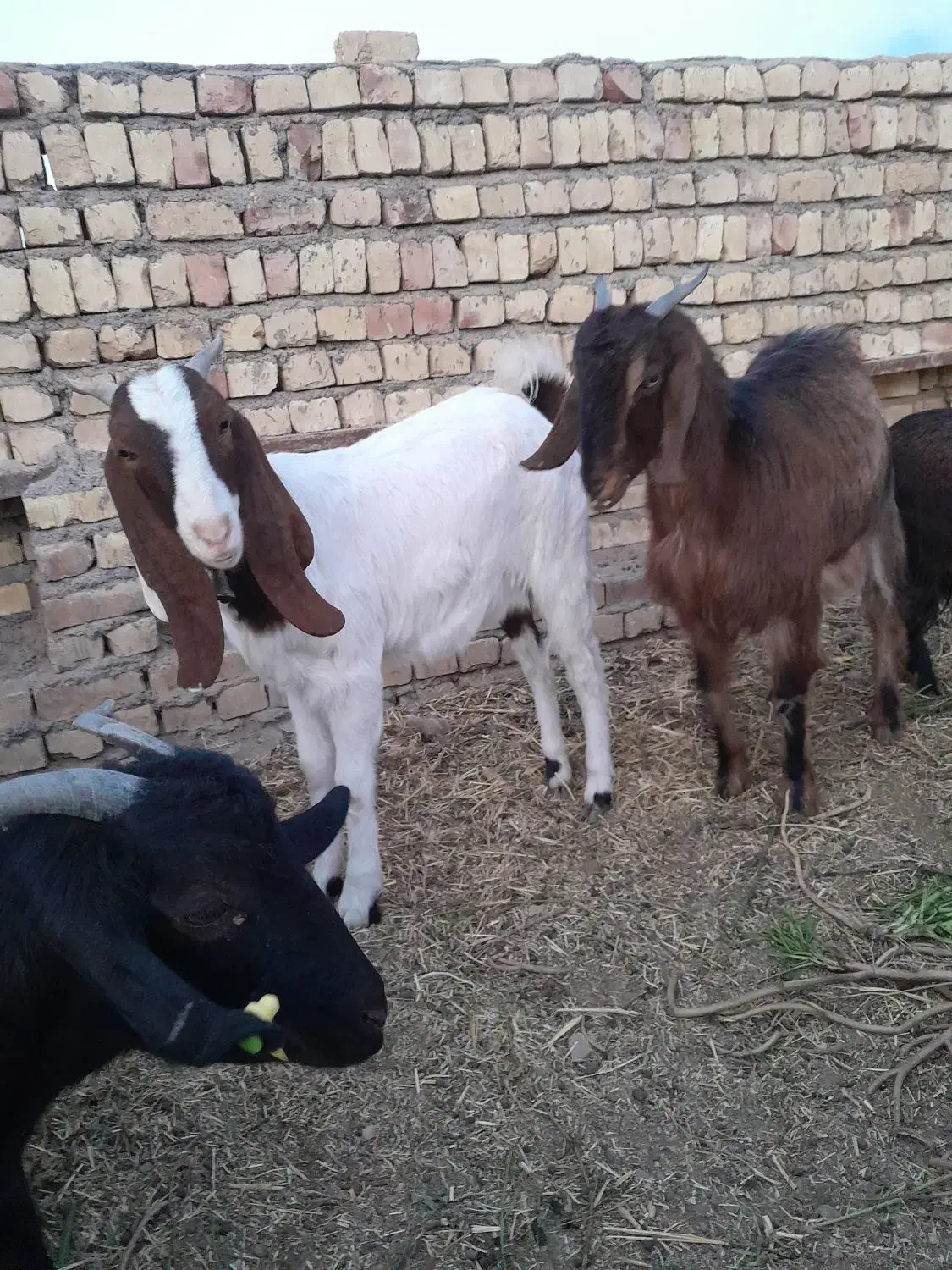 بزغاله دورگ|حیوانات مزرعه|جعفرآباد, |دیوار