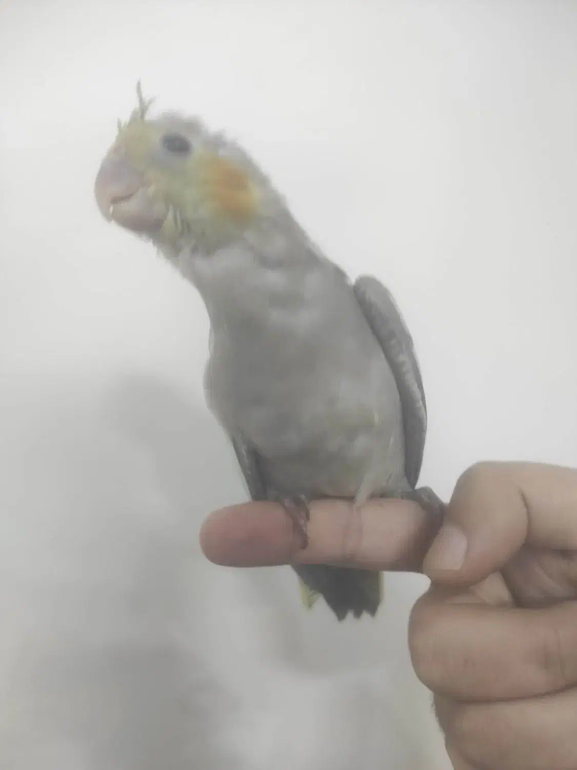 ۴ عدد جوجه عروس هلندی  ۳۸ روزه|پرنده|تهران, افسریه شمالی|دیوار