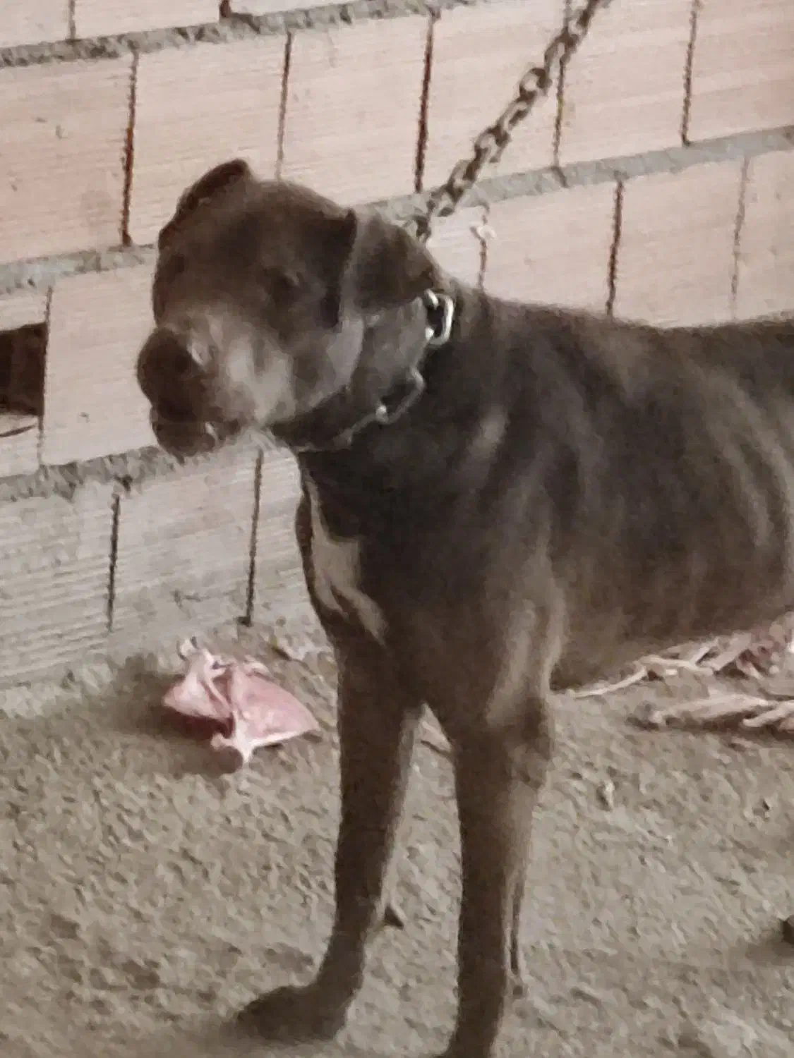 سگ پیتبول|سگ|گرگان, |دیوار