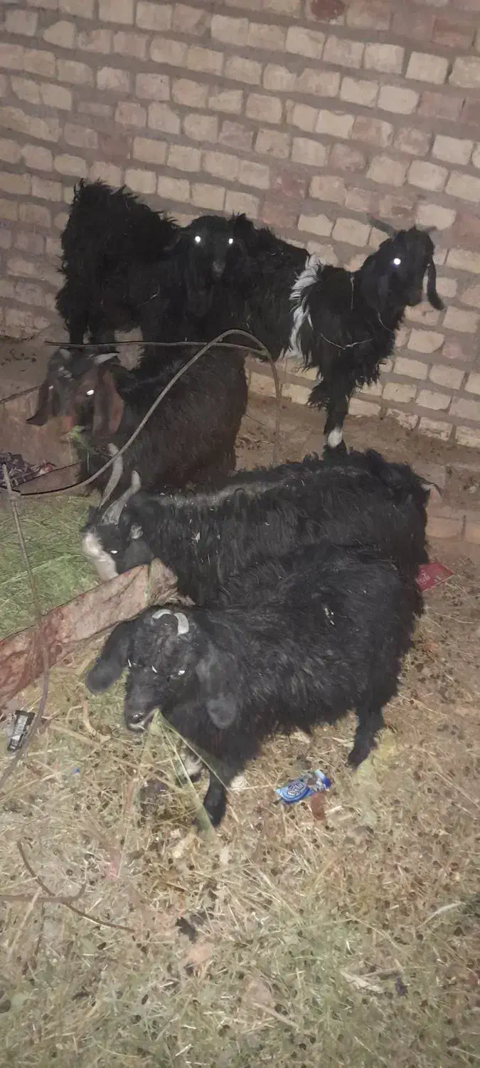 ۵بزغاله|حیوانات مزرعه|فردوس (خراسان), |دیوار