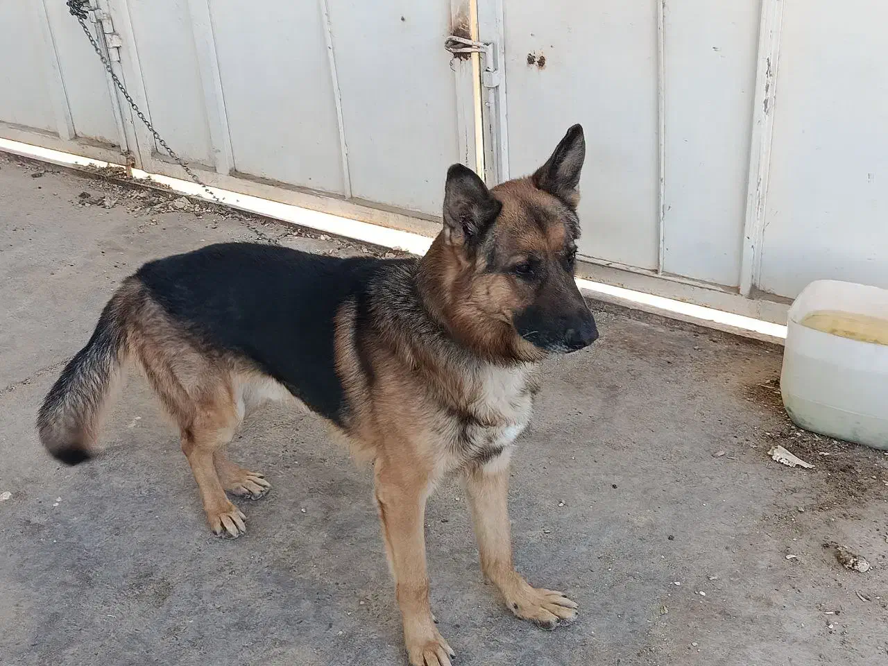 سگ ژرمن|سگ|گناباد, |دیوار