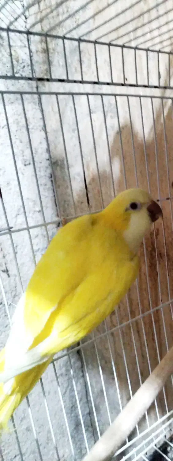 راهب زرد 2ساله با تست|پرنده|ارطه, |دیوار