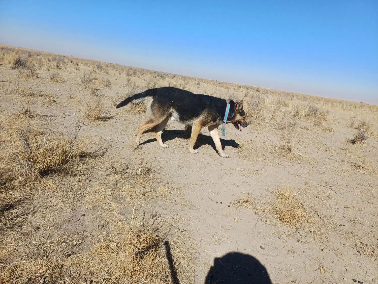 واگذاری|سگ|چهاردولی, |دیوار