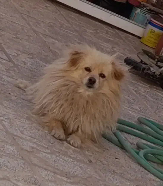 سگ پاپی|سگ|اصفهان, بابوکان|دیوار