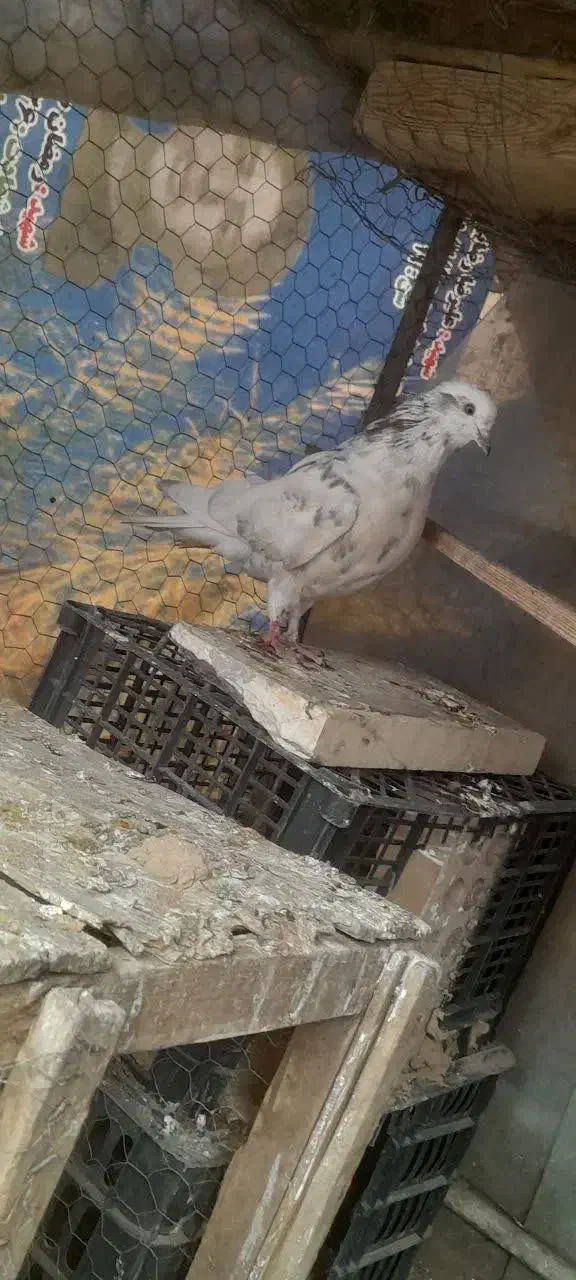 کفتر|پرنده|شاهرود, |دیوار