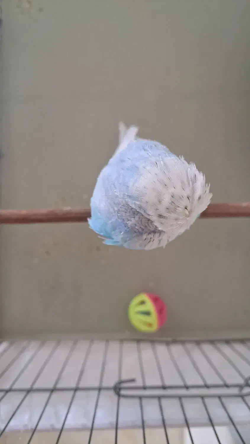 مرغ عشق انگلیسی|پرنده|پردیس, فاز ۱۱|دیوار