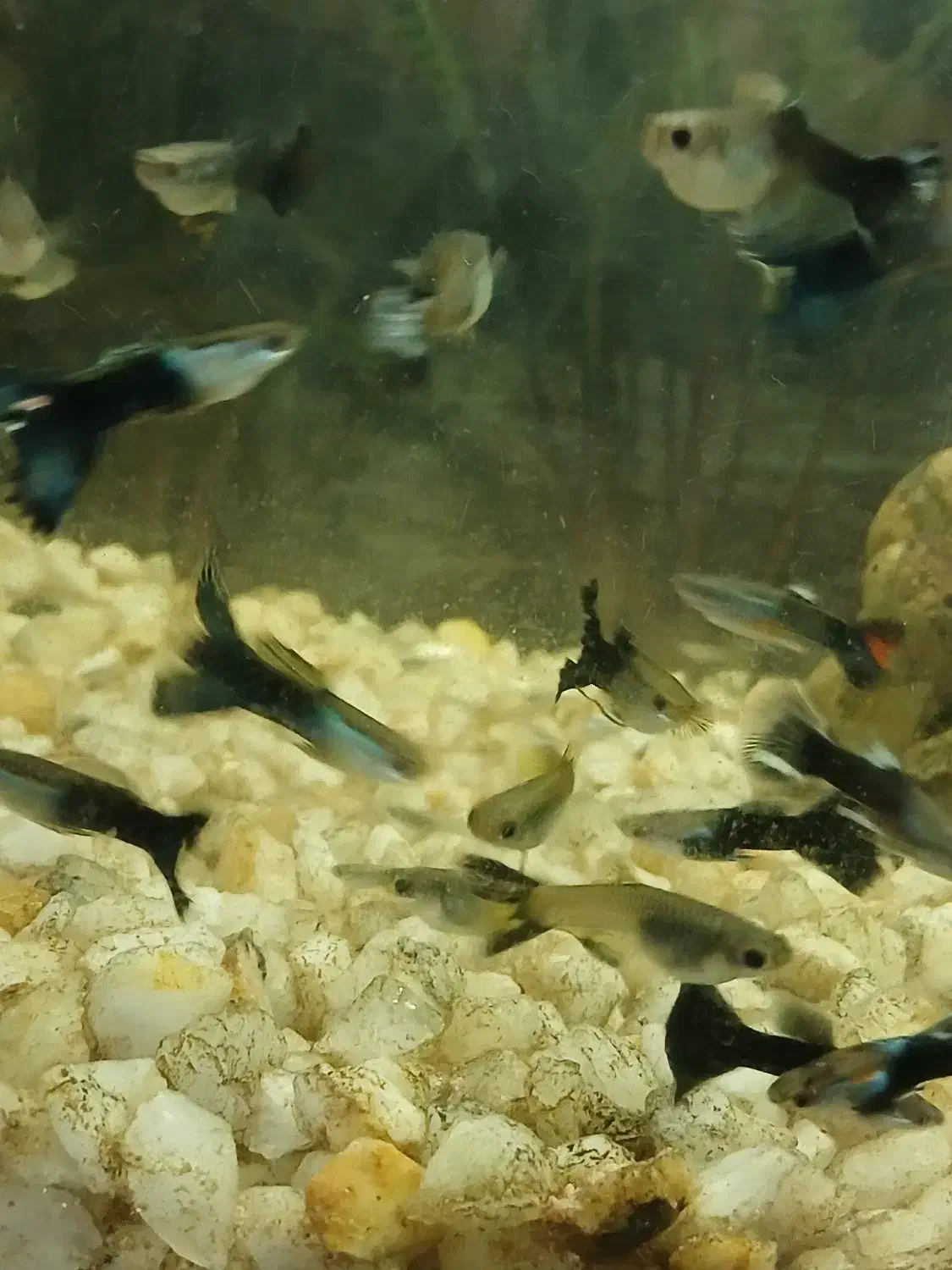 ماهی گوپی|ماهی|کرمانشاه, |دیوار