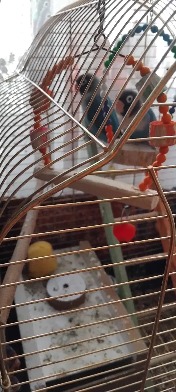 فروش طوطی کوتوله|پرنده|سهند, |دیوار