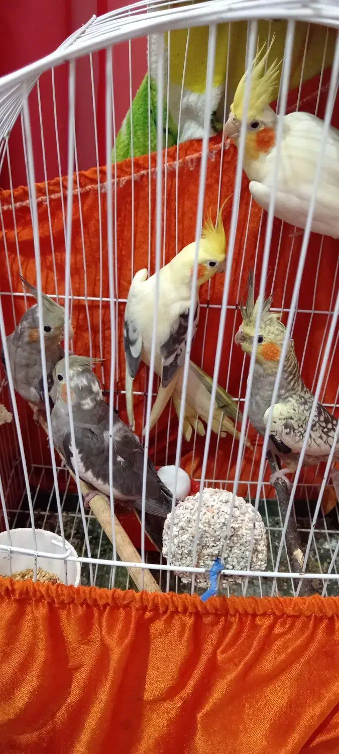 طوطی عروس های سالم سرحال بازیگوش|پرنده|رشت, باهنر|دیوار