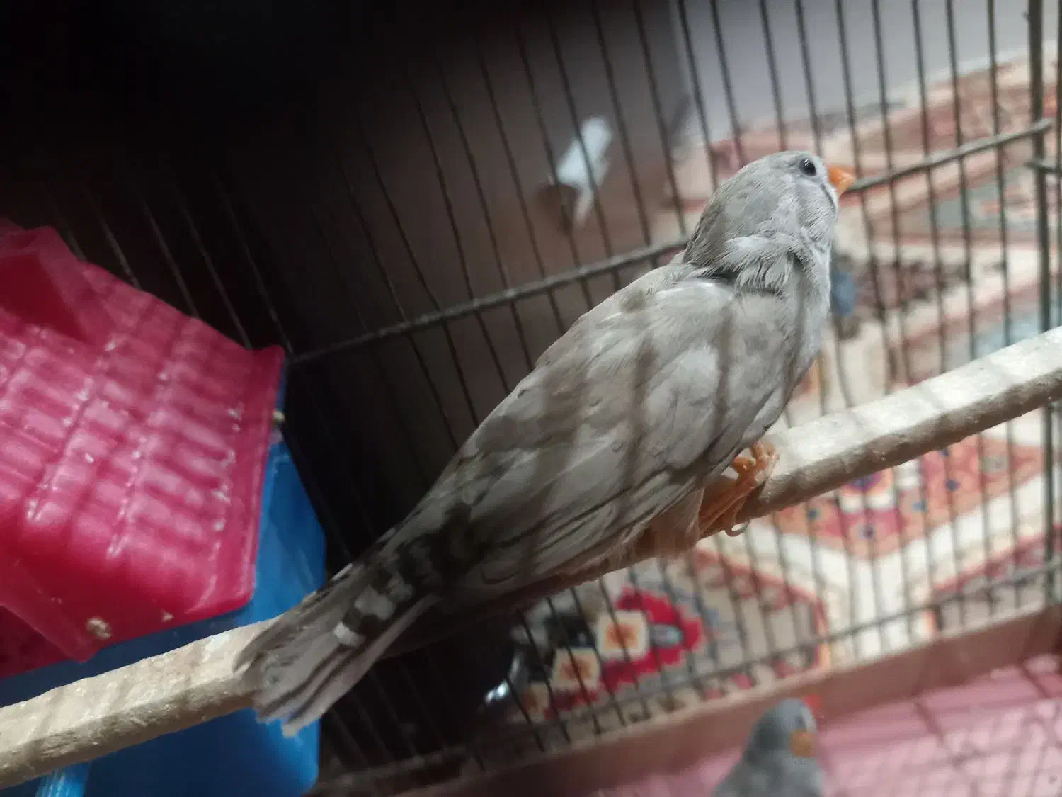 یک جفت فنچ به همراه تمام وسایل ها|پرنده|بهارستان, |دیوار