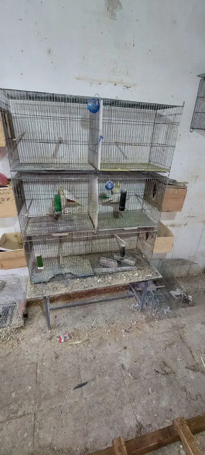 قفس|لوازم جانبی حیوانات|رشت, شهرک صبا|دیوار