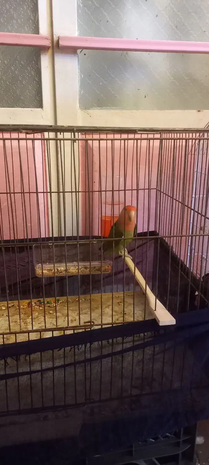 برزیلی طوطی|پرنده|شوشتر, |دیوار