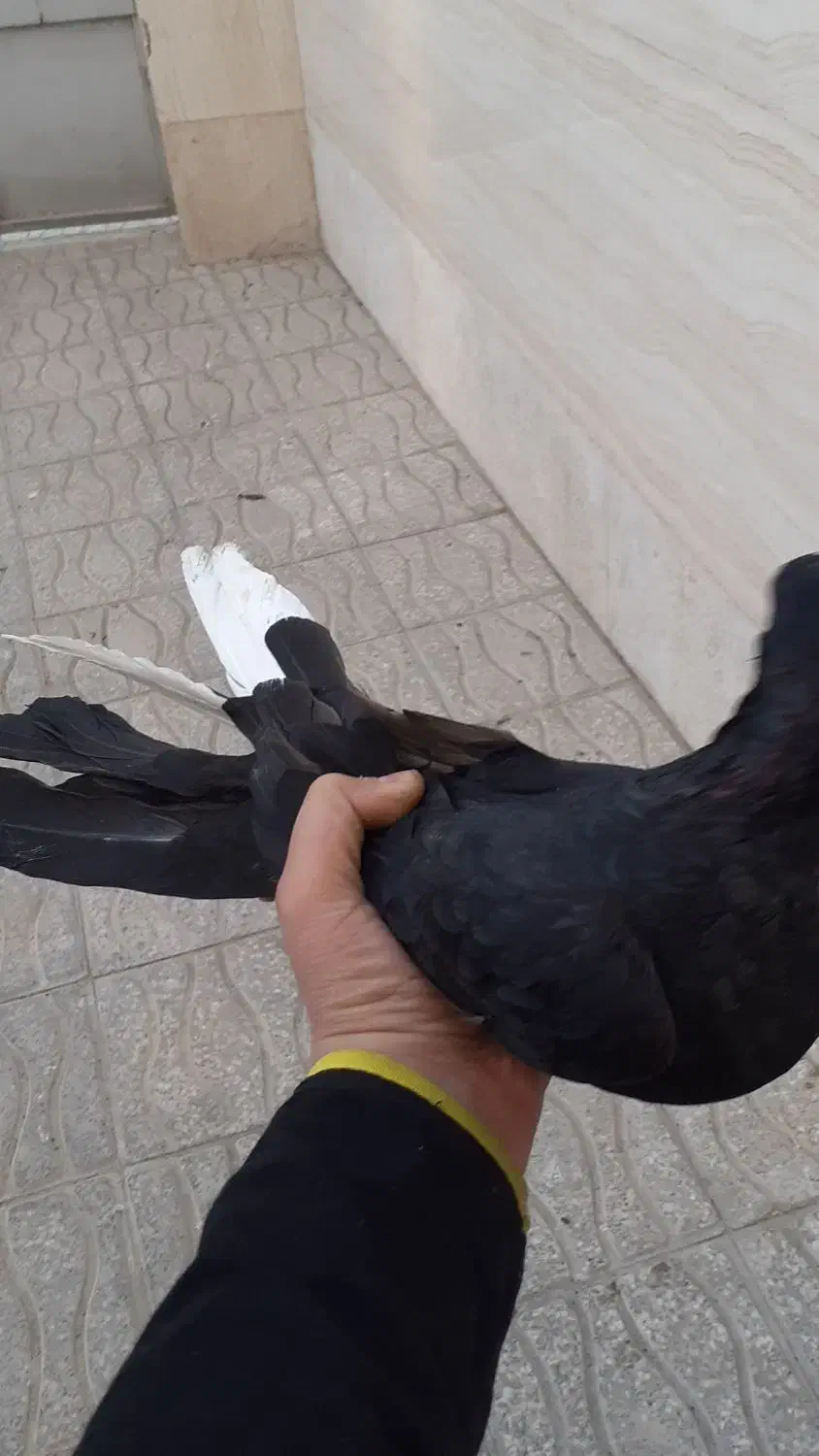 زاغ صرب و طوقی|پرنده|شیراز, آبیاری|دیوار