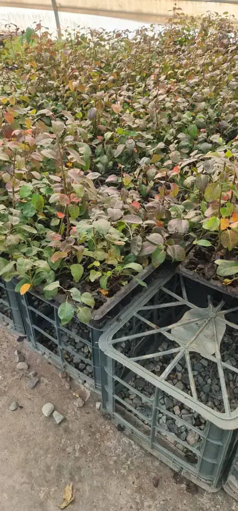 نهال و نشا آقای دکتر سعادتی|خدمات باغبانی و درختکاری|محمدشهر, محمدشهر|دیوار