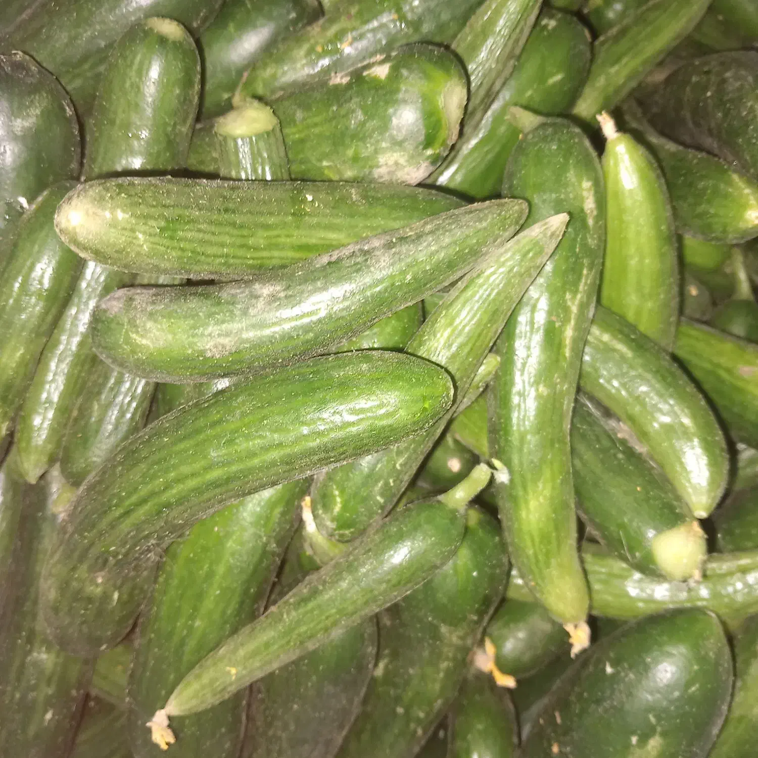 خیارشو|خوردنی و آشامیدنی|زاوه, |دیوار