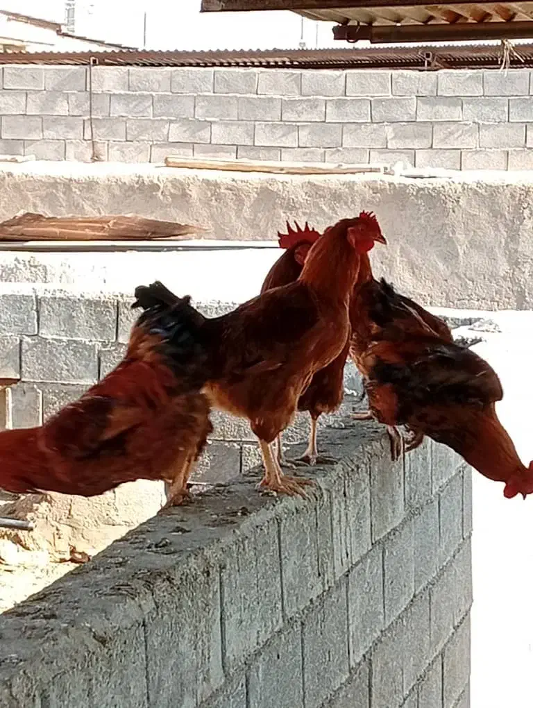 خروس|حیوانات مزرعه|کوهنجان, |دیوار