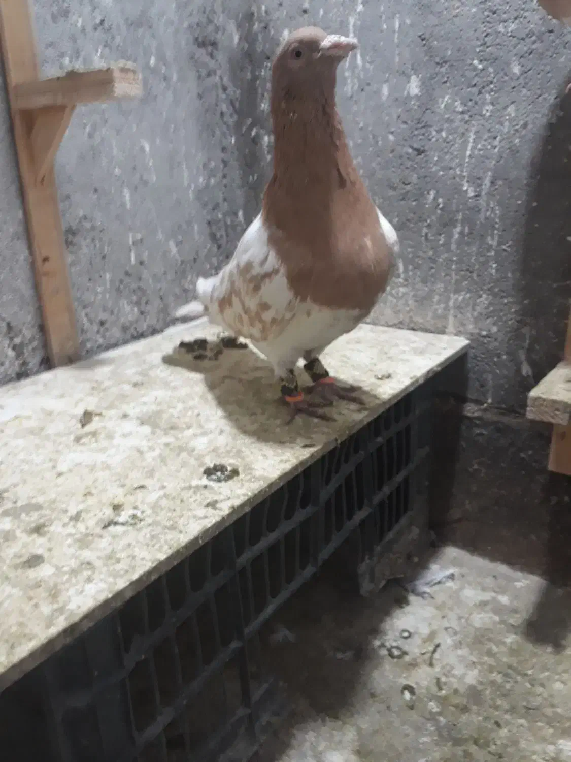 بلوار توس کفتر جفتگاه|پرنده|مشهد, شهرک صنعتی توس|دیوار