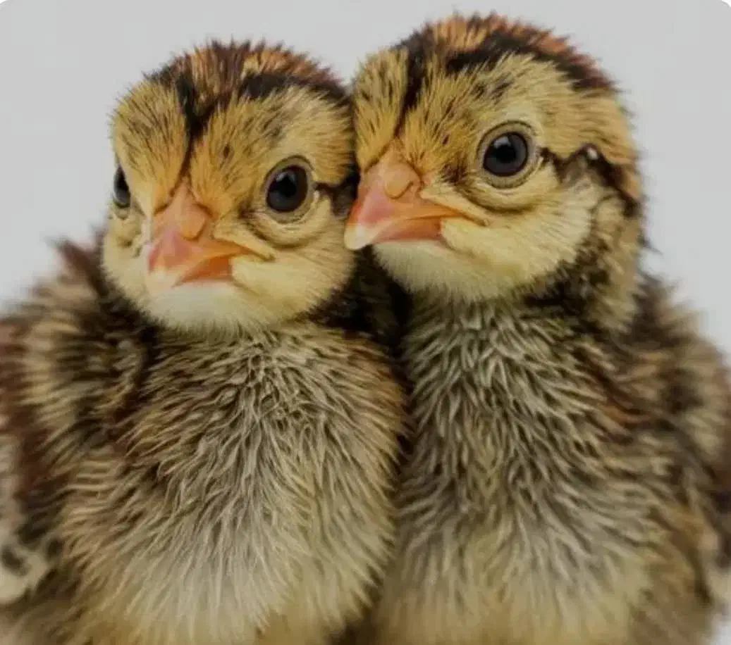 جوجه یک روزه|حیوانات مزرعه|جهرم, |دیوار