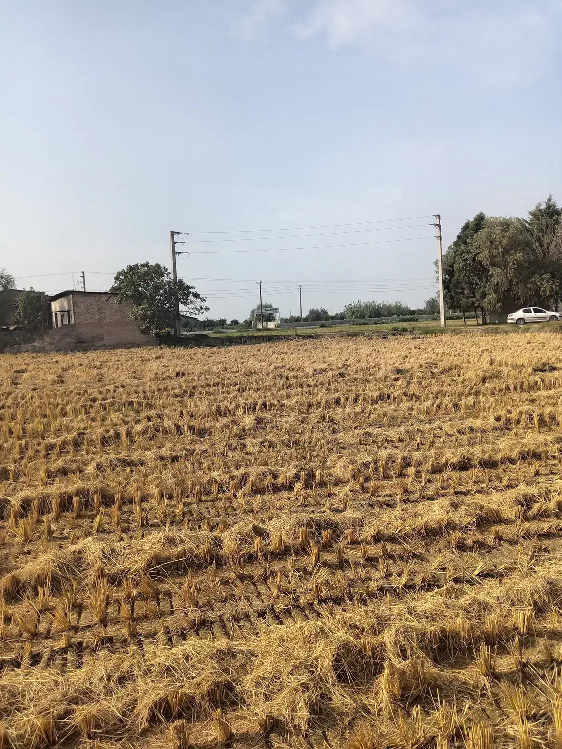 زمین 8600متر در مازندران جاده قائم شهر به جویبار|فروش زمین و ملک کلنگی|قائمشهر, |دیوار