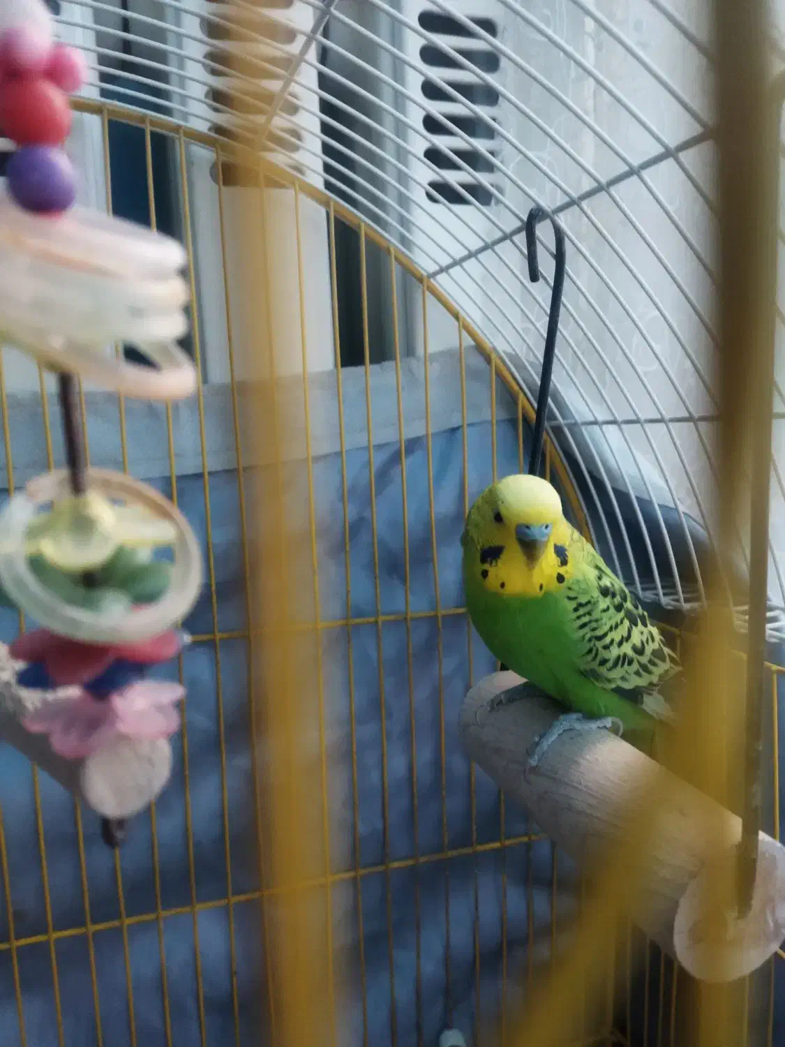 مرغ عشق|پرنده|پردیس, فاز ۱۱|دیوار