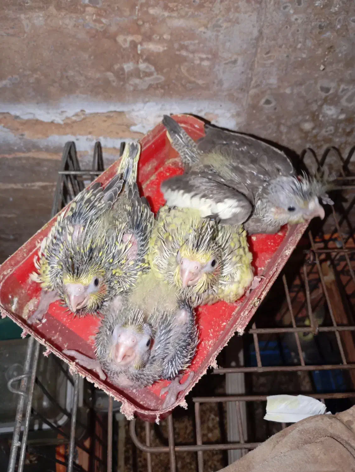 جوجه عروس هلندی|پرنده|بندرعباس, |دیوار