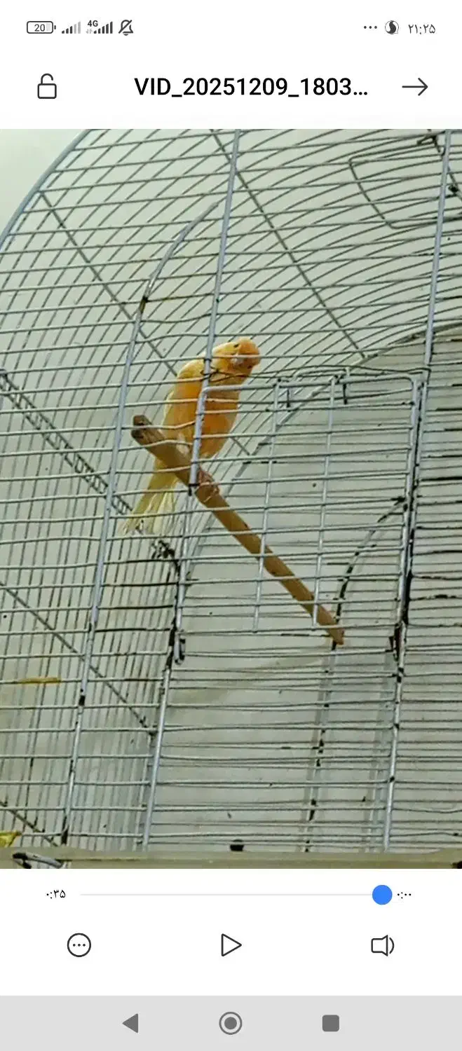 قناری نر بخون آماده آماده|پرنده|زاهدان, |دیوار