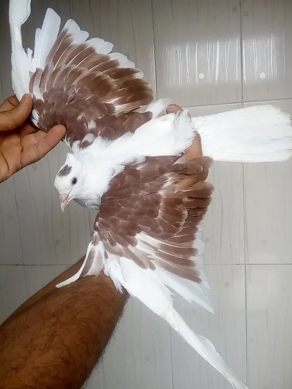 ۸عدد کبوتر رنگی|پرنده|باوی, |دیوار