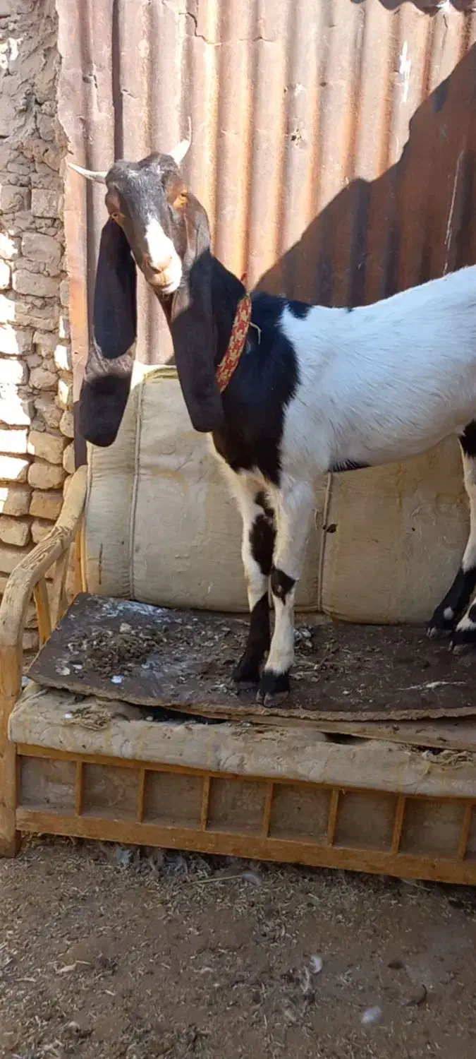 بزغاله ماده پاکستانی پتیری بز|حیوانات مزرعه|کاشمر, |دیوار