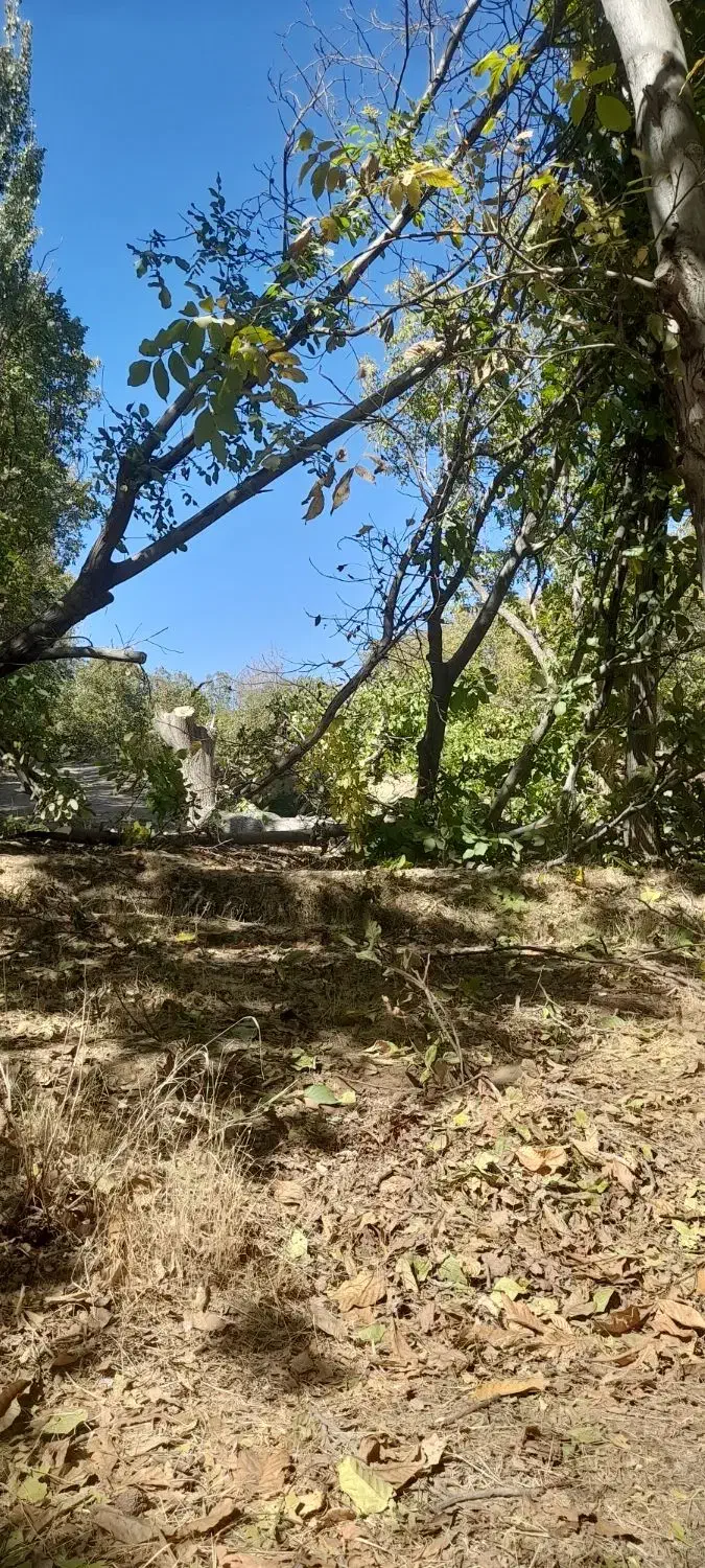 چوب گردو بادام کبوده|خدمات باغبانی و درختکاری|سامان, |دیوار