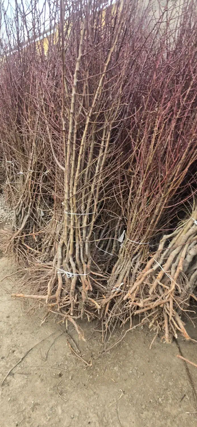 نهـال بادام|خدمات باغبانی و درختکاری|شبستر, |دیوار