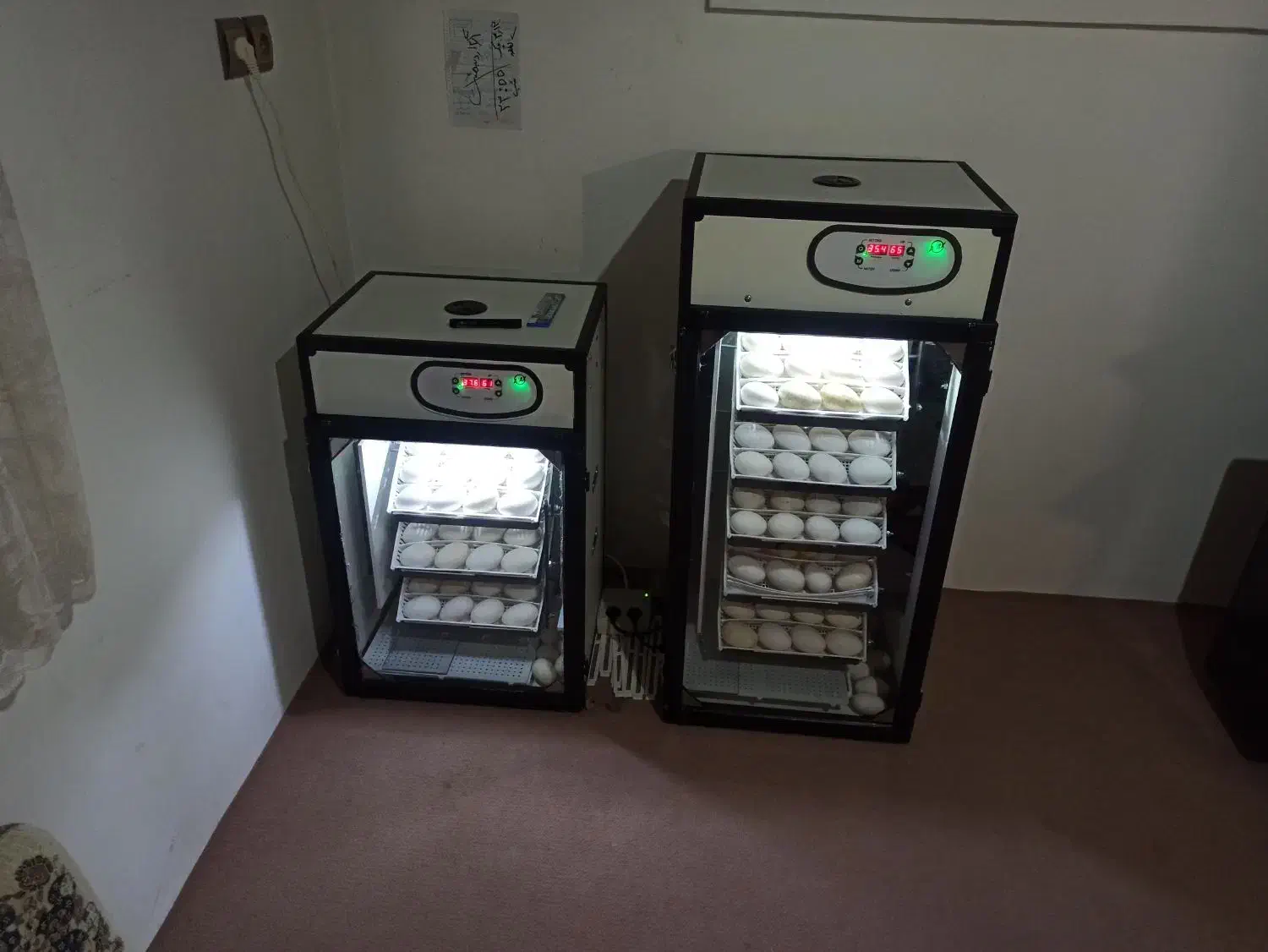 تخم غاز شراکتی|حیوانات مزرعه|رحیمآباد, |دیوار