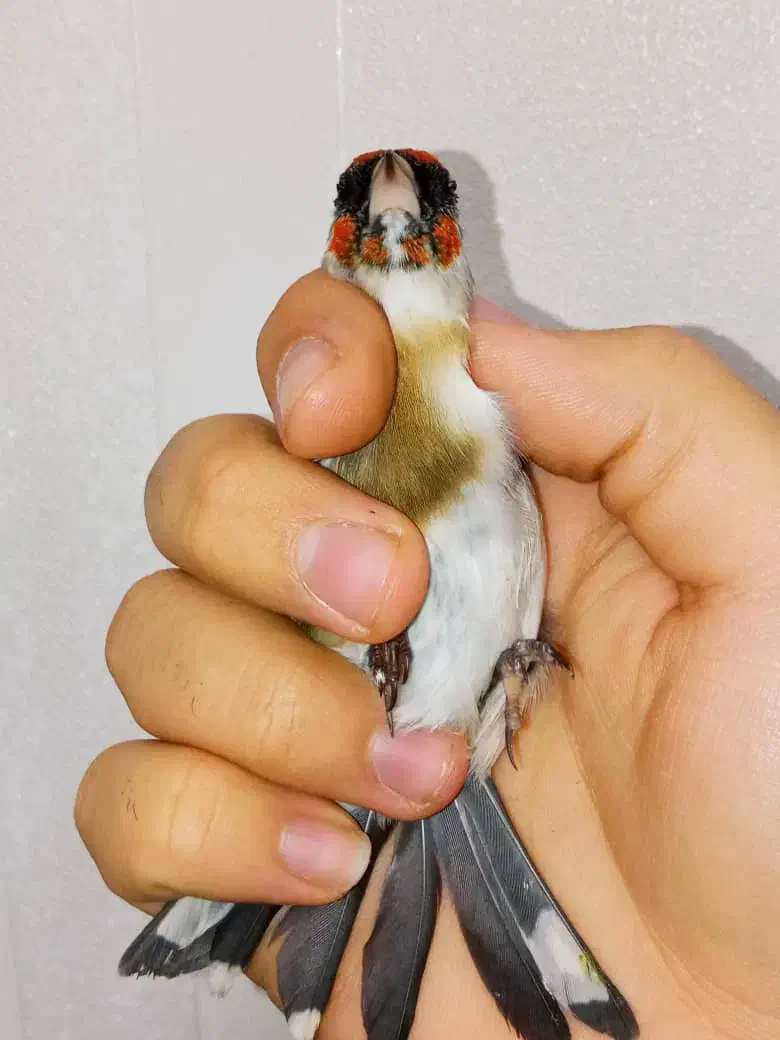 سهره چونه سفید خطی|پرنده|تهران, والفجر (افسریه)|دیوار