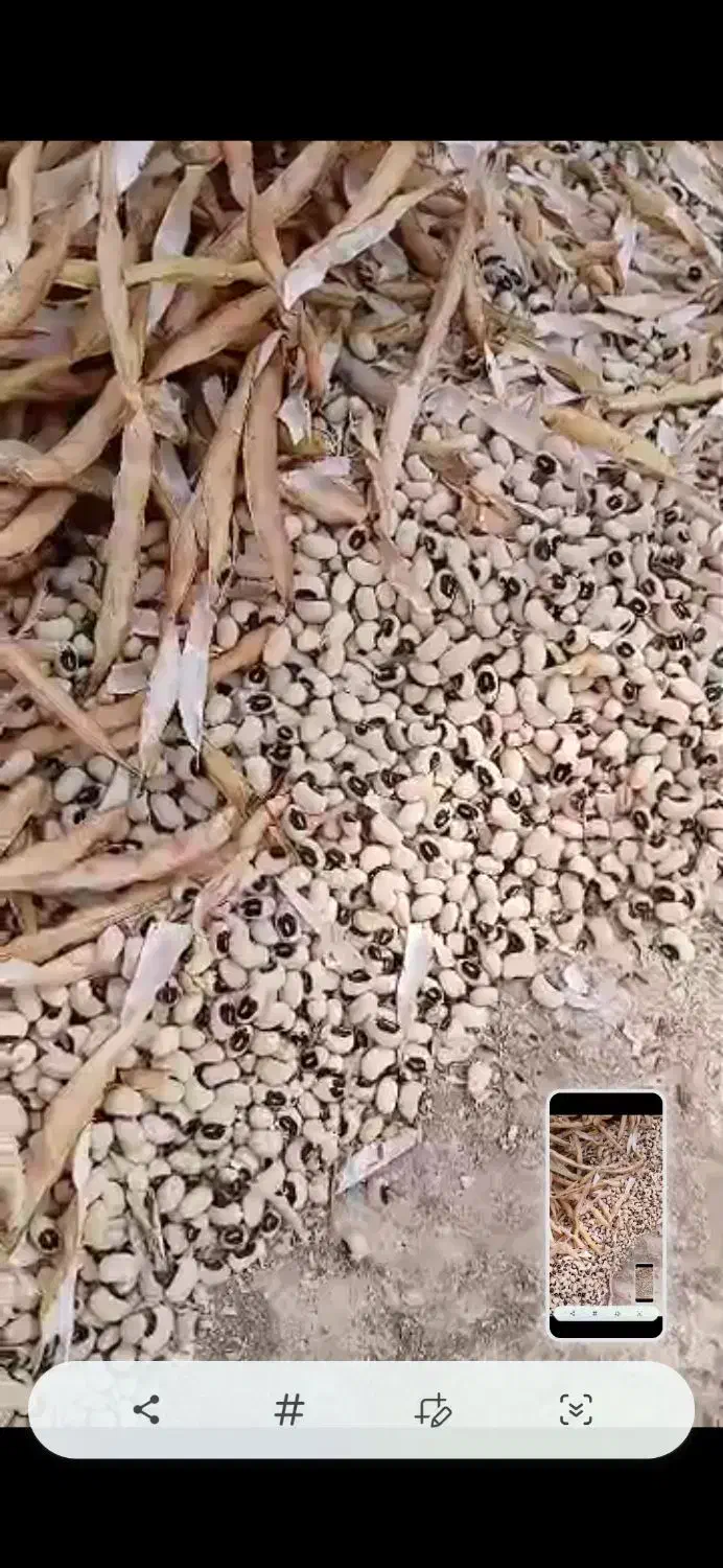 فروش|عمده‌فروشی|کرخه, |دیوار