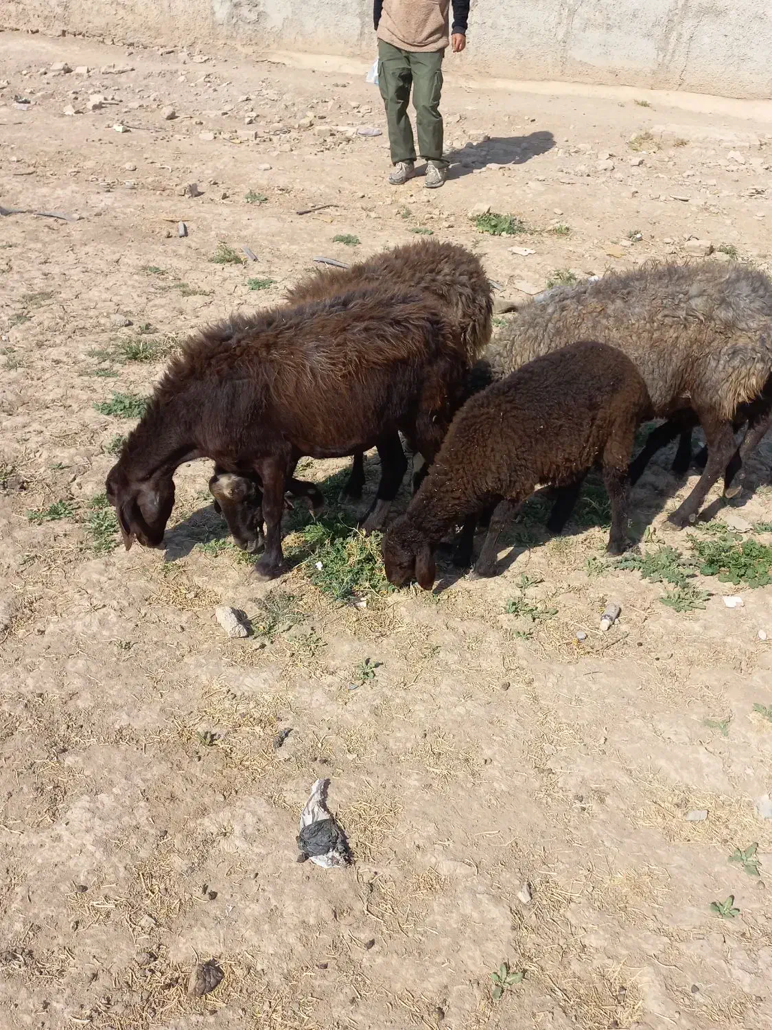میش قزل افشار جوان.گوسفند.بره|حیوانات مزرعه|کوهسار (البرز), |دیوار