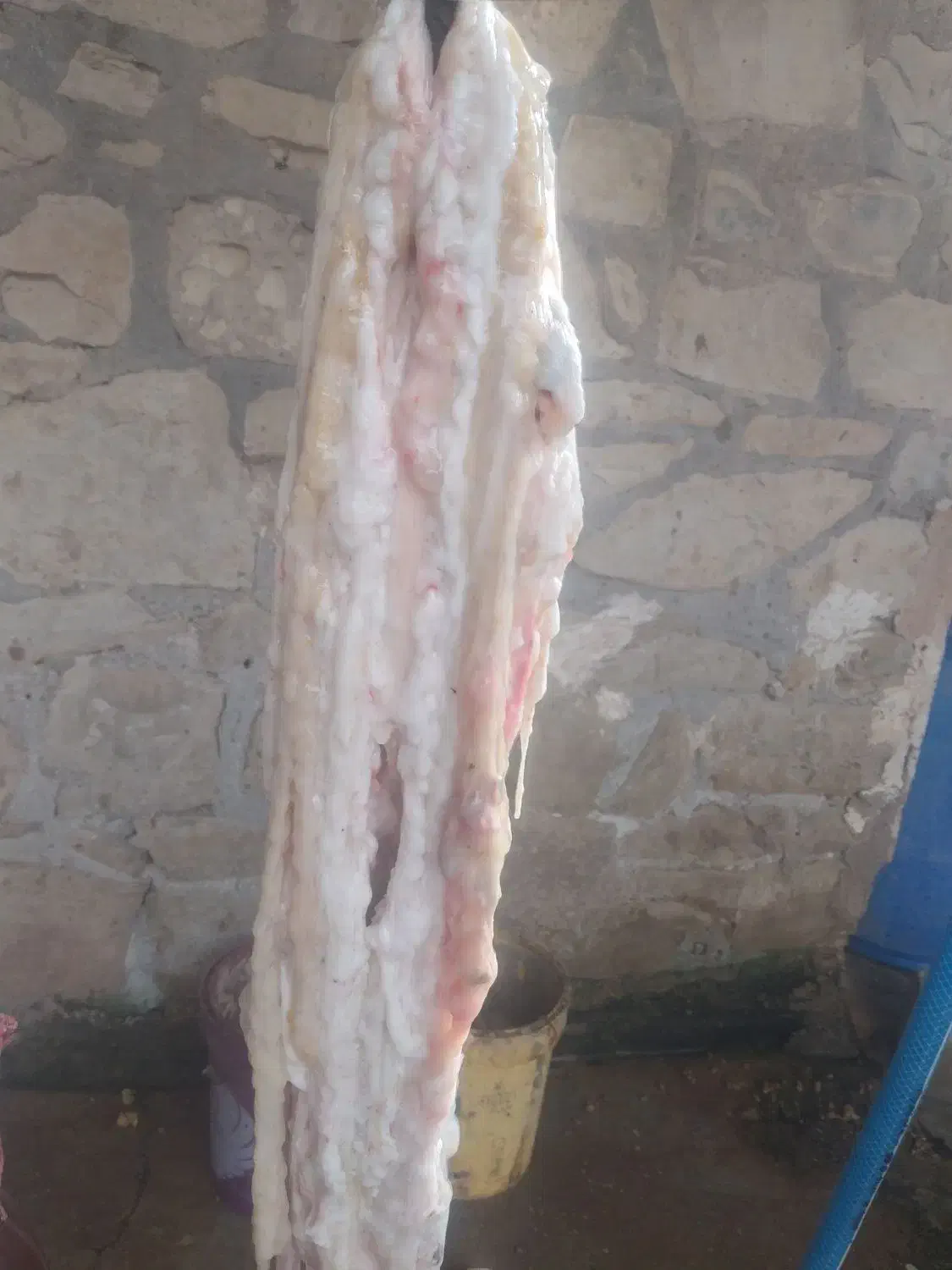 جگر و کله پاچه وچرب روده تازه|خوردنی و آشامیدنی|مسجد سلیمان, |دیوار