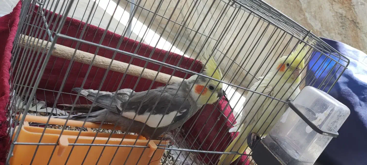 عروس هلندی نر و ماده مولد شیطون|پرنده|اسلام آباد, |دیوار