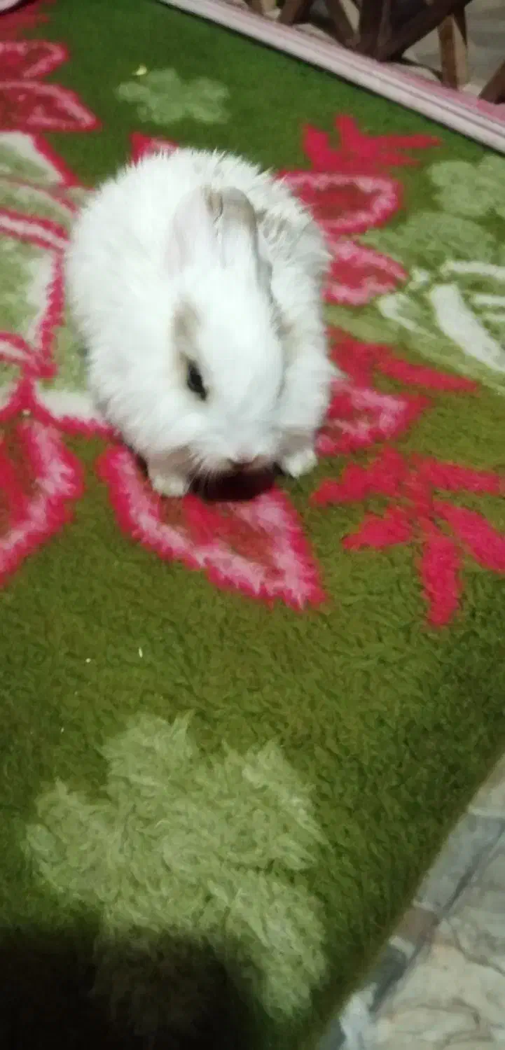 خرگوش کوچیک|موش و خرگوش|ساوه, |دیوار