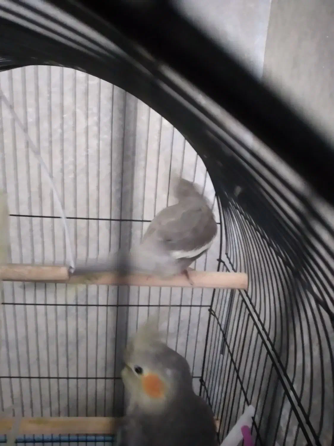 ۴ عدد عروس هلندی ۳ ماه به فروش میرسد|پرنده|رشت, سعدی (تختی)|دیوار